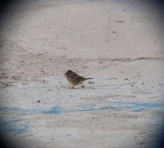 Emberiza spodocephala