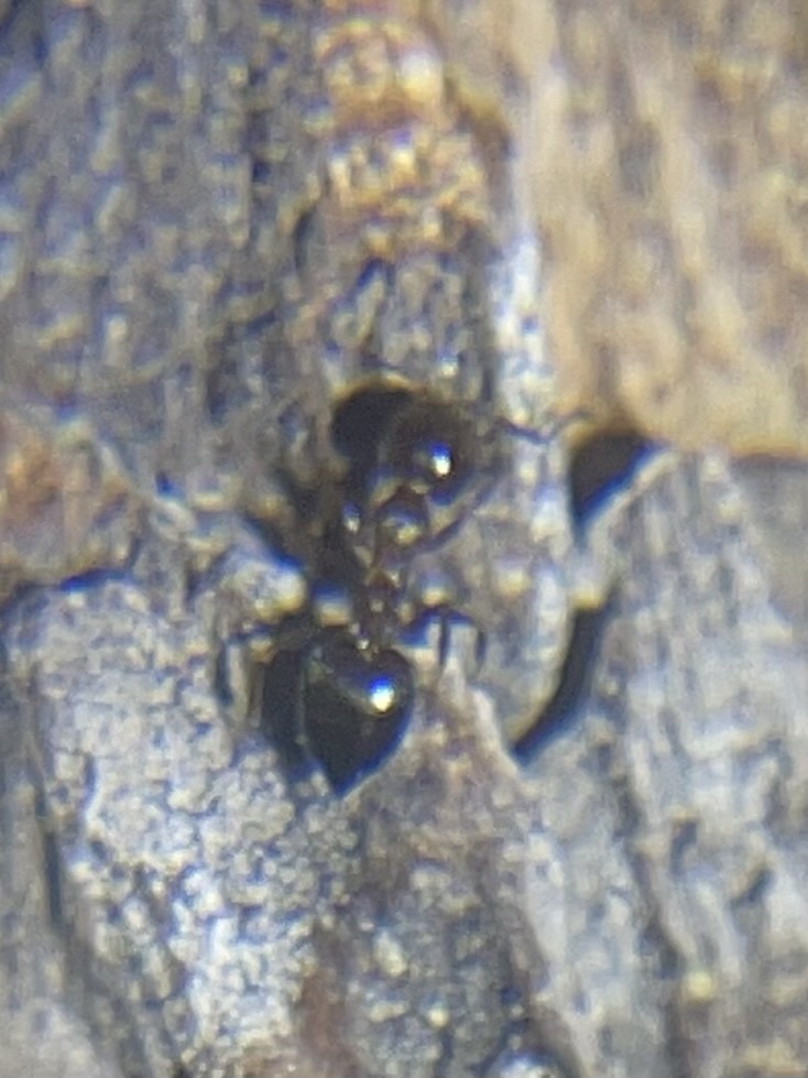 Crematogaster isolata