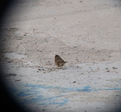 Emberiza spodocephala