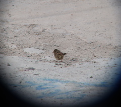 Emberiza spodocephala