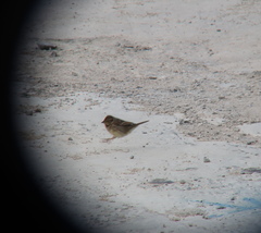 Emberiza spodocephala
