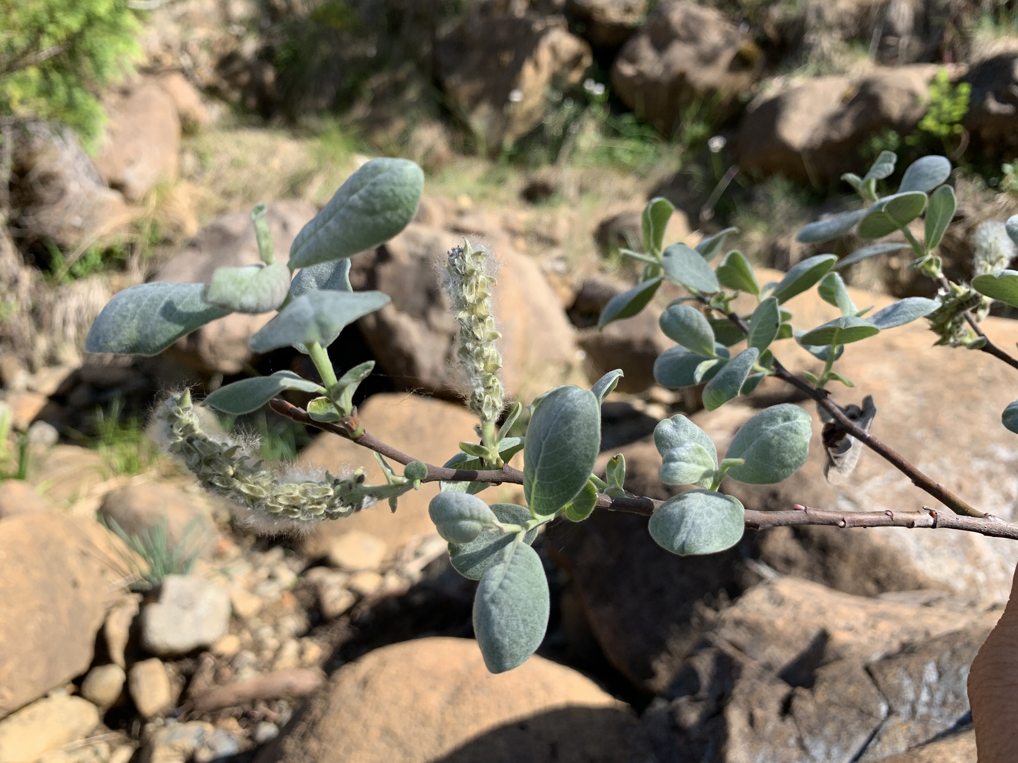 Salix delnortensis