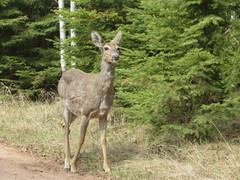 Odocoileus virginianus