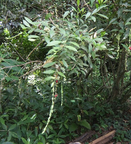 Pouchetia baumanniana