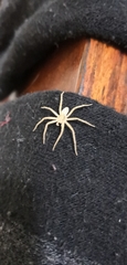Araneae