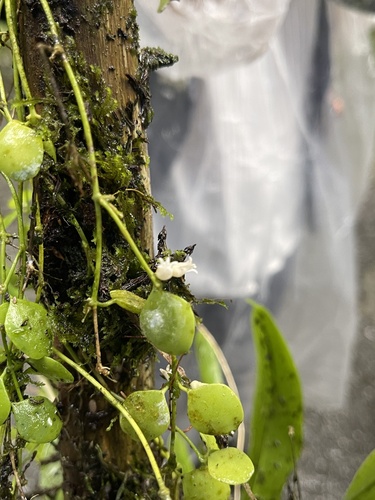 Dischidia formosana iNat (3)