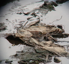 Emberiza chrysophrys