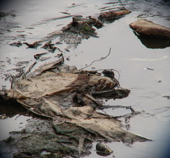 Emberiza chrysophrys