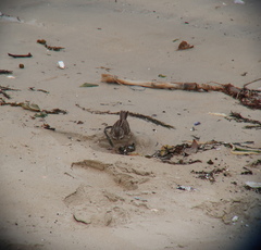 Emberiza spodocephala