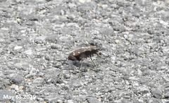 Cicindela gemmata