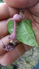 Aristolochia tamnifolia