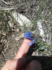 Mertensia oblongifolia