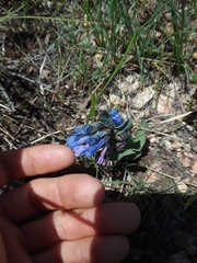 Mertensia oblongifolia