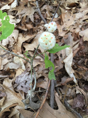 Callirhytis seminator