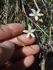 Claytonia