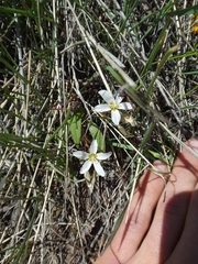 Claytonia
