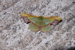 Fascellina plagiata