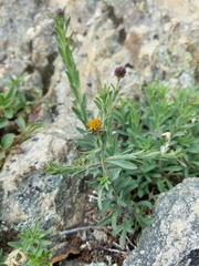Erigeron petrophilus