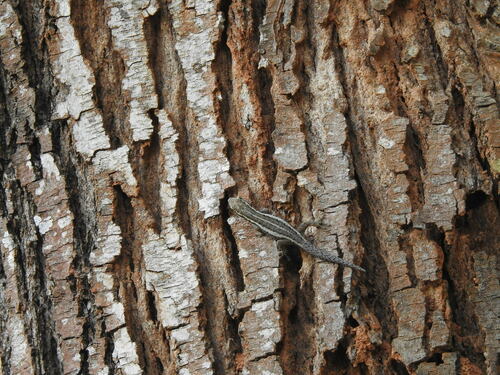 Angulated dwarf gecko, Lygodactylus angularis