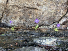 Pinguicula macroceras