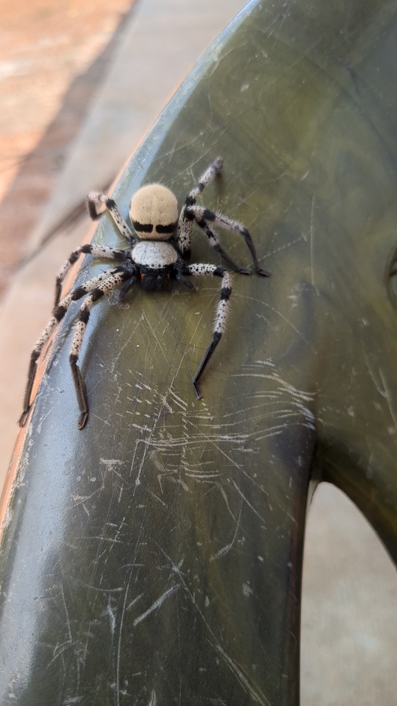 Olios senilis