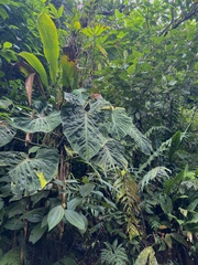 Philodendron verrucosum image