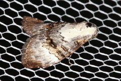 Acatapaustus leucospila