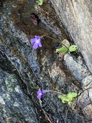 Pinguicula macroceras