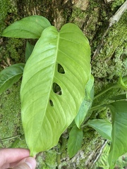 Monstera adansonii image