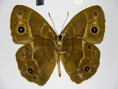 Bicyclus subtilisurae