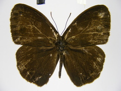 Bicyclus subtilisurae