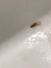 Coptotermes formosanus