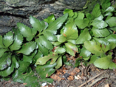 Asplenium pauperequitum