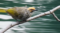 Pycnonotus zeylanicus