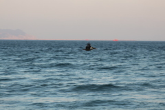 Pelecanus occidentalis