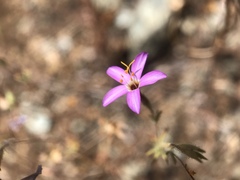 Leptosiphon ambiguus