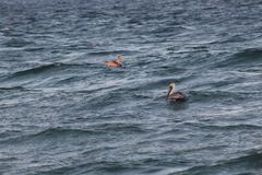 Pelecanus occidentalis