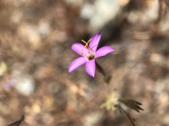 Leptosiphon ambiguus