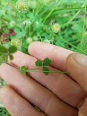 Trifolium microcephalum