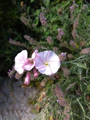 Convolvulus oleifolius