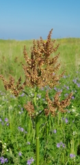 Rumex tuberosus