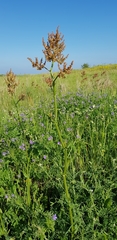 Rumex tuberosus