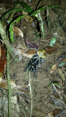 Hemicentetes semispinosus