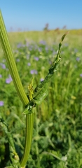 Rumex tuberosus