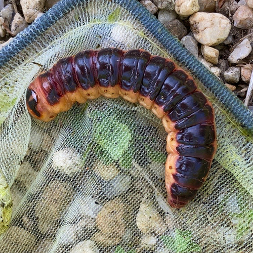 Cossus cossus