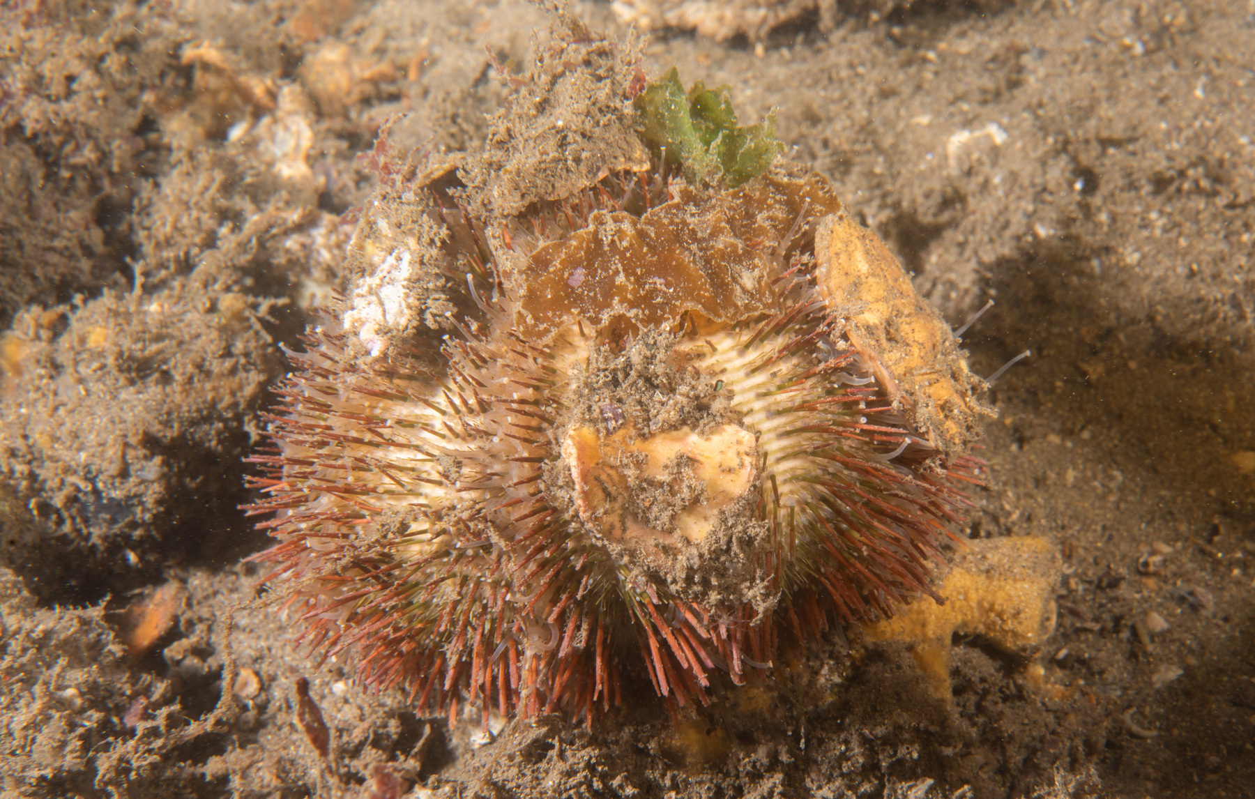 Temnopleurus alexandri