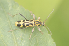 Chlorophorus annularis