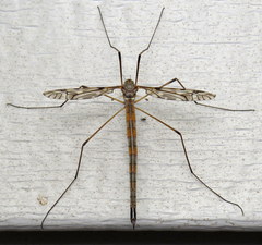 Tipula longiventris