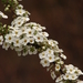 Spiraea prunifolia pseudoprunifolia - Photo (c) Bahamut Chao, algunos derechos reservados (CC BY-NC-ND)