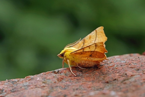 Canary-shouldered Thorn